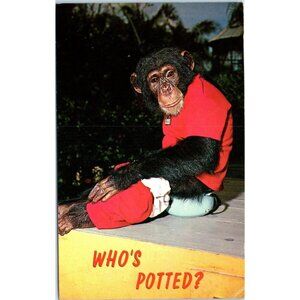 Postcard 1969 Who's Potted Monkey Chimpanzee in red shirt cute Jungle Miami FL